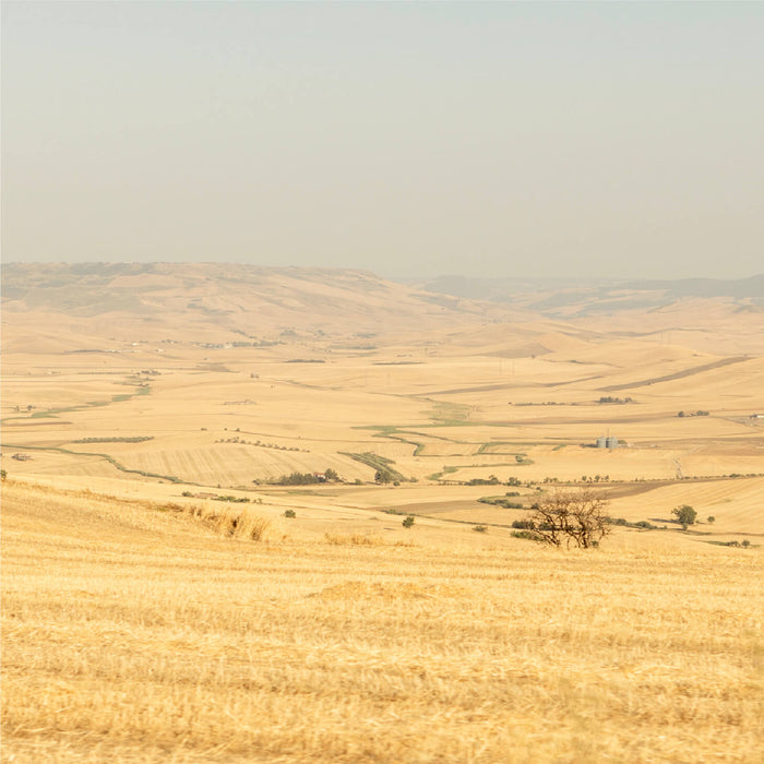 Campi grano Khorasan SANTACANDIDA italia biologico puglia